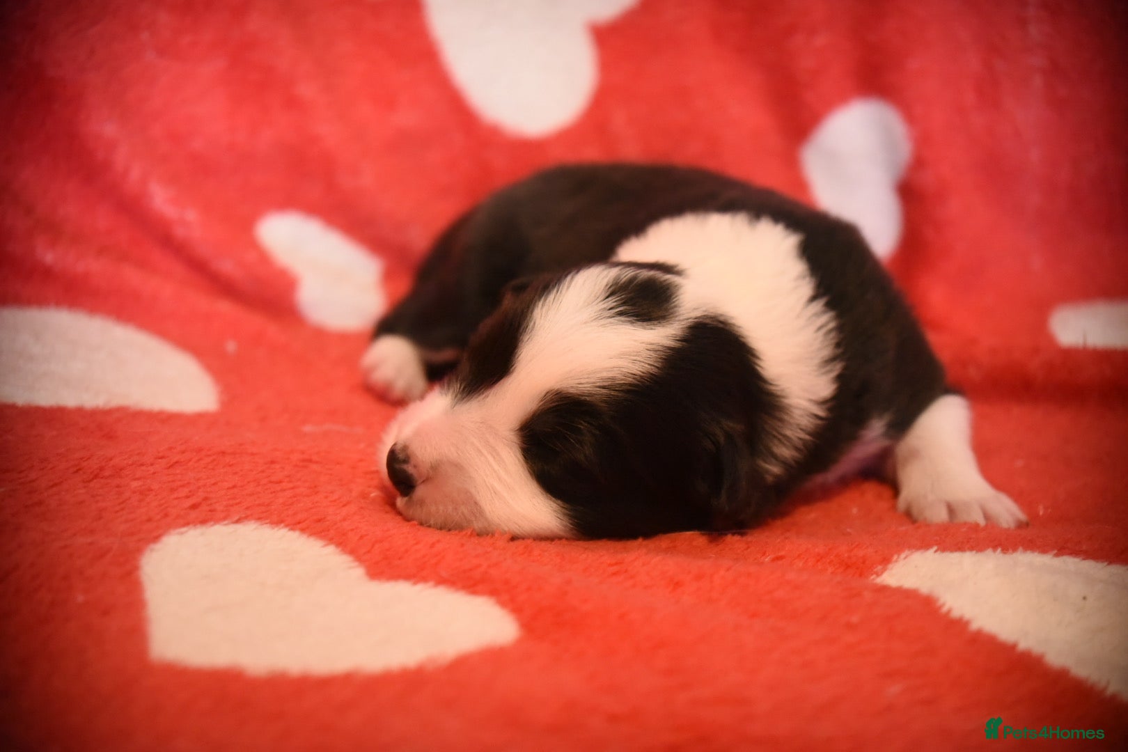 Border Collie dogs for sale: 1 health tested boy left - Advert 30
