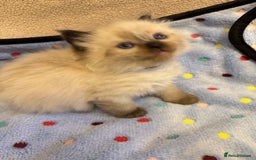 Ragdoll cats for sale: Our little snow babies ragdoll kittens  - Image 13