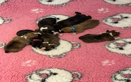 Boxer dogs for sale: Beautiful boxer puppies available  - Image 18