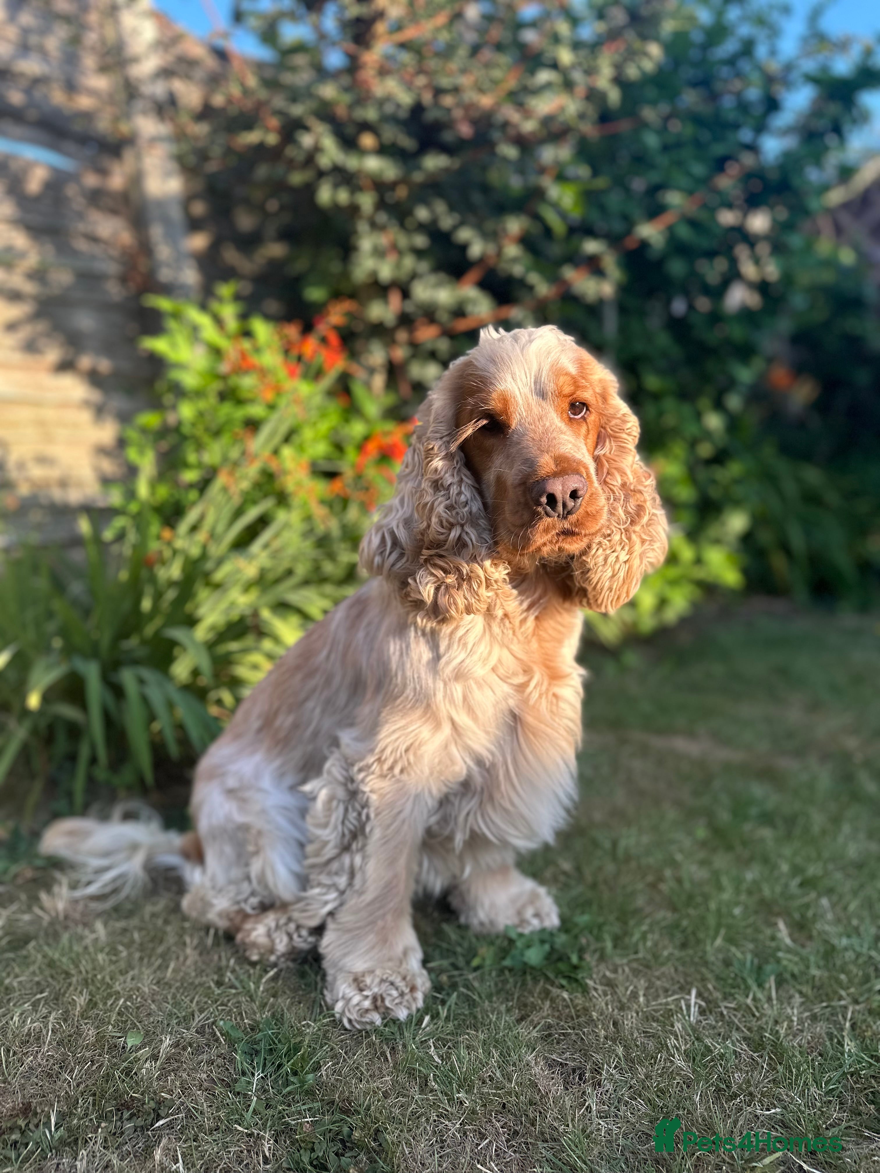 Cocker Spaniel dogs Cody  - Advert 2