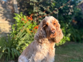 Cocker Spaniel dogs - Advert 10