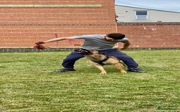 Belgian Shepherd Dog dogs for sale: Belgian Malinois puppy’s  - Image 15
