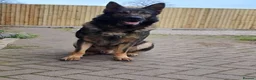 German Shepherd dogs for sale: Female working line DDR  - Advert 3