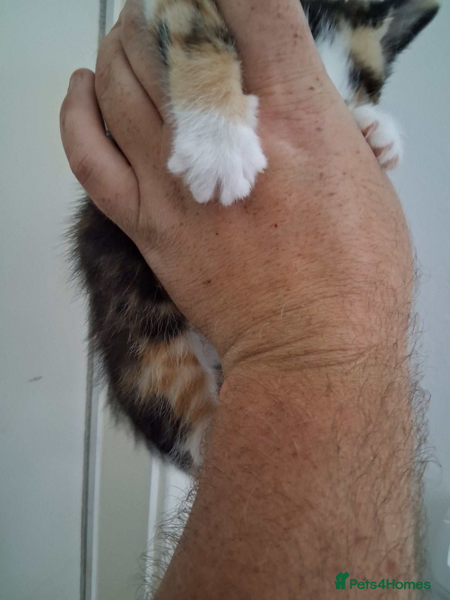 Domestic Shorthair cats for sale: 2 BEAUTIFUL KITTENS AND MUM AVAILABLE - Advert 10