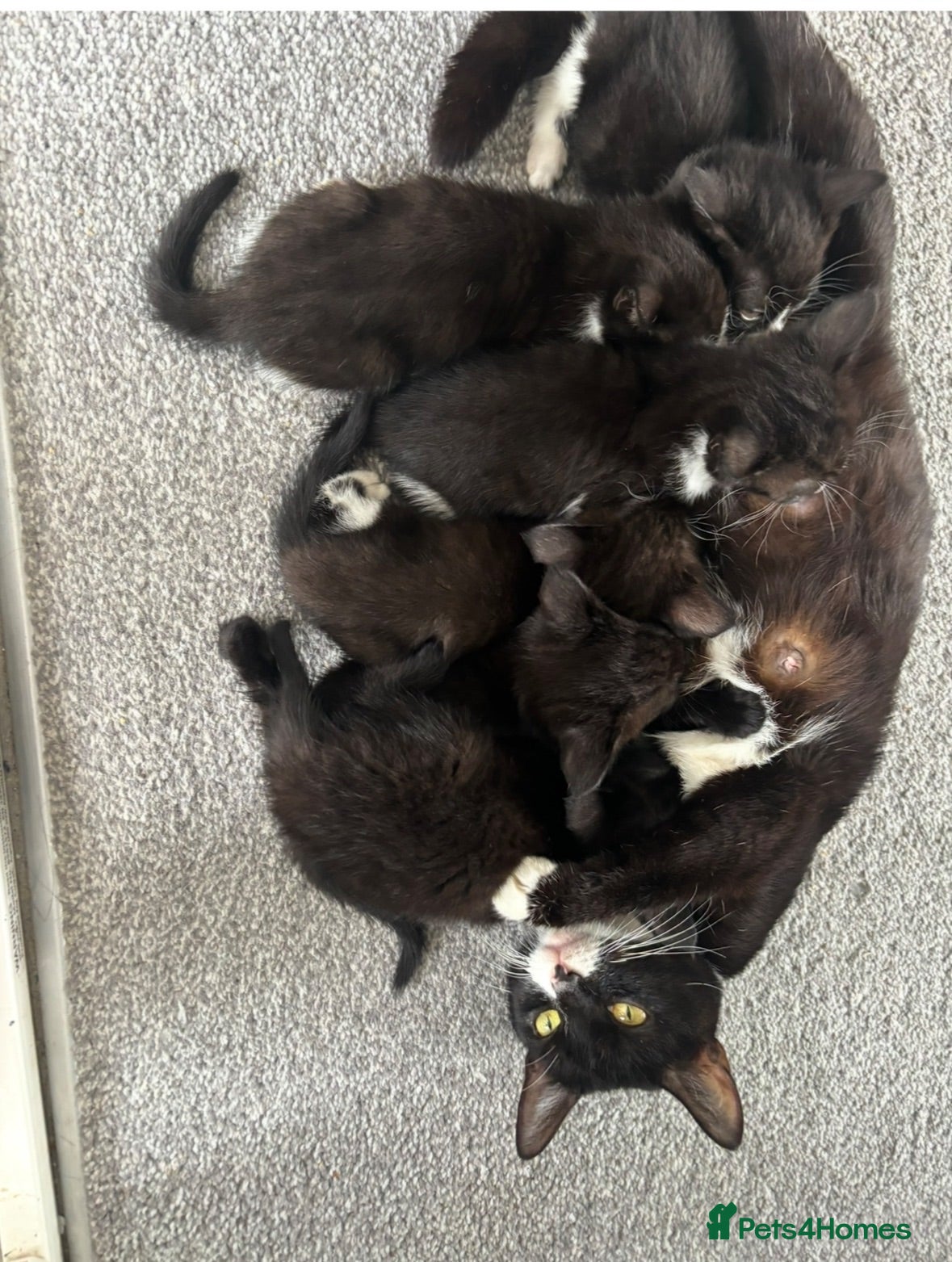 Mixed Breed cats Kittens for sale  - Advert 1
