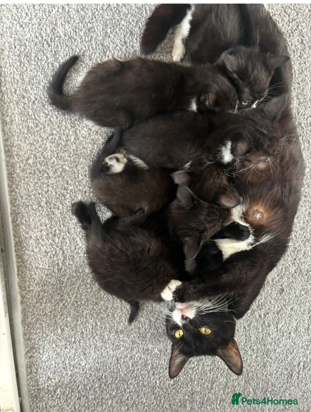 Mixed Breed cats for sale: Kittens for sale  in Canvey Island - Advert 1