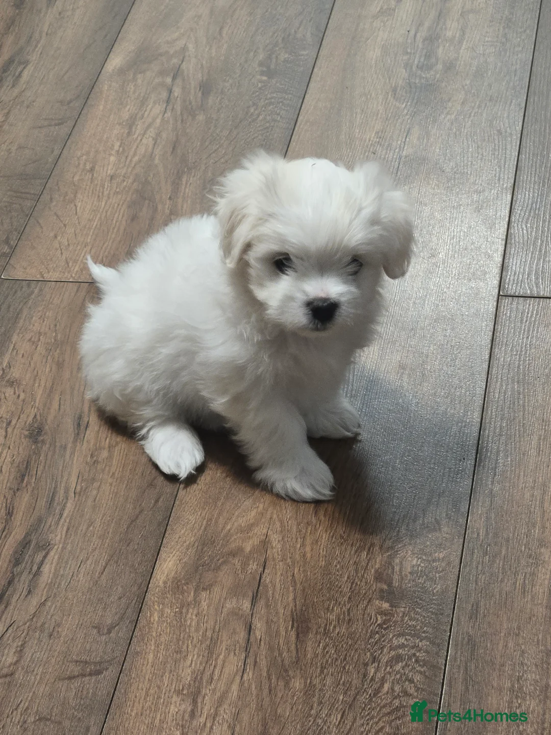 Maltese dogs for sale: Adorable tiny Maltese  - Advert 2