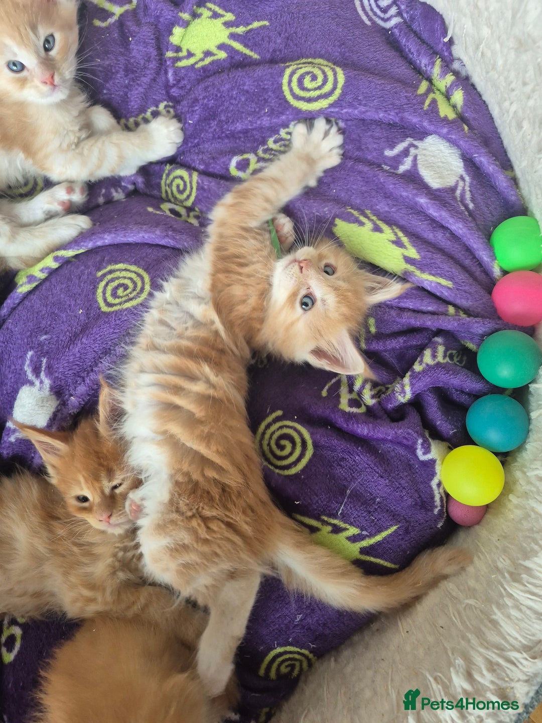 Maine Coon cats for sale: Gorgeous maine coon kittens - Image 1