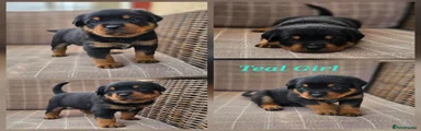 Teal Girl