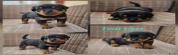Rottweiler dogs for sale: Champion Bloodline German Rottweiler Puppies - Advert 4