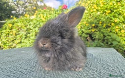 Angora rabbits for sale: 😍Large Angora babies- parents imported from 🇫🇷  - Image 23