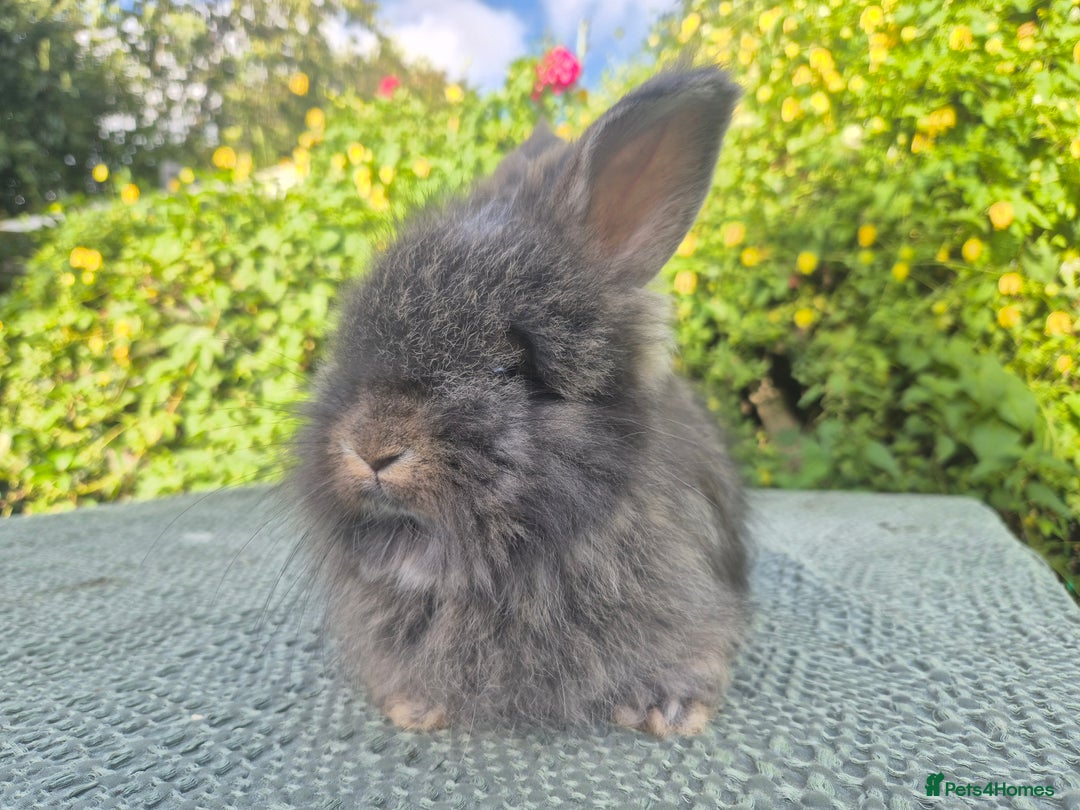 Angora rabbits for sale: 😍Large Angora babies- parents imported from 🇫🇷  - Image 23
