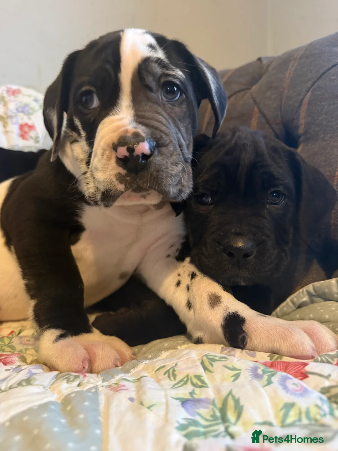 Mixed Breed dogs for sale: Cane Corso  ** tiff - Advert 4