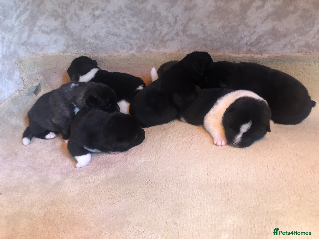 Akita dogs for sale: 7 bear faced American Akitas puppies  - Advert 18