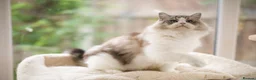Ragdoll cats for sale: GCCF retired male looking for forever home - Advert 2