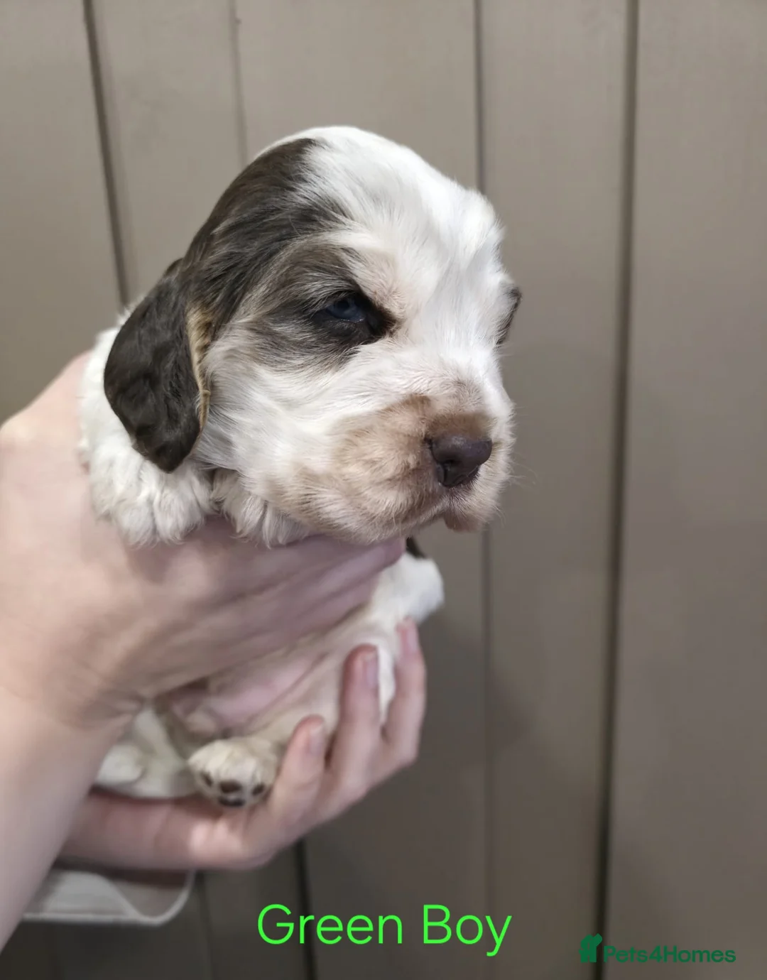 Cocker Spaniel dogs for sale: Show Type Cocker Spaniels Ready to leave now - Advert 9