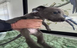 Whippet dogs for sale: Blue whippets  - Image 6