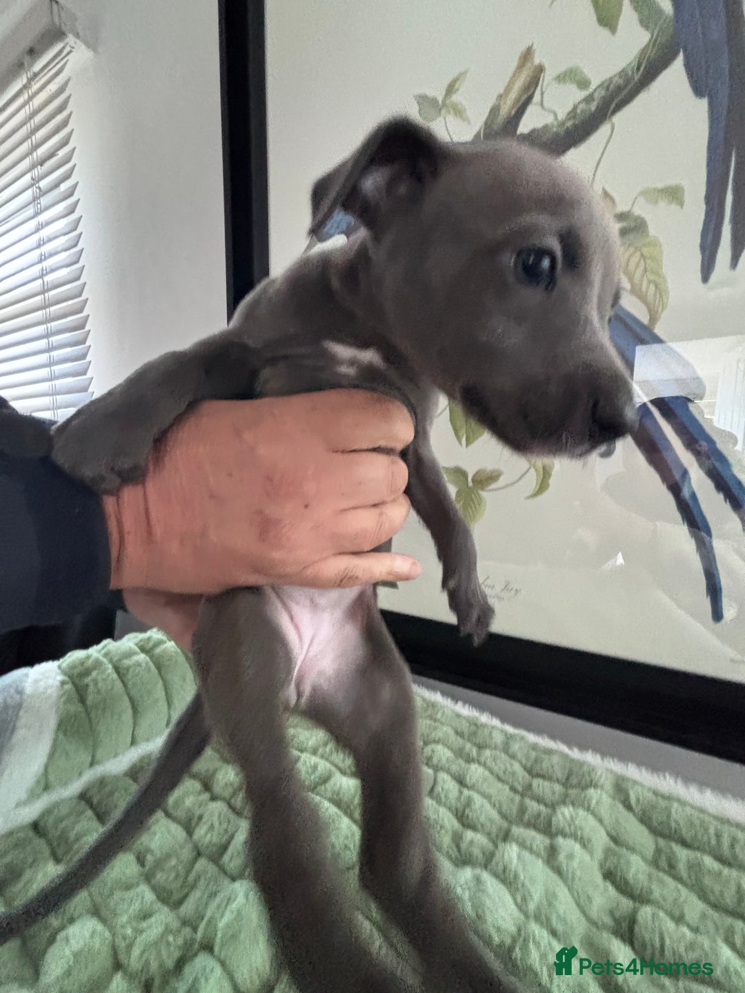 Whippet dogs for sale: Blue whippets  - Image 6