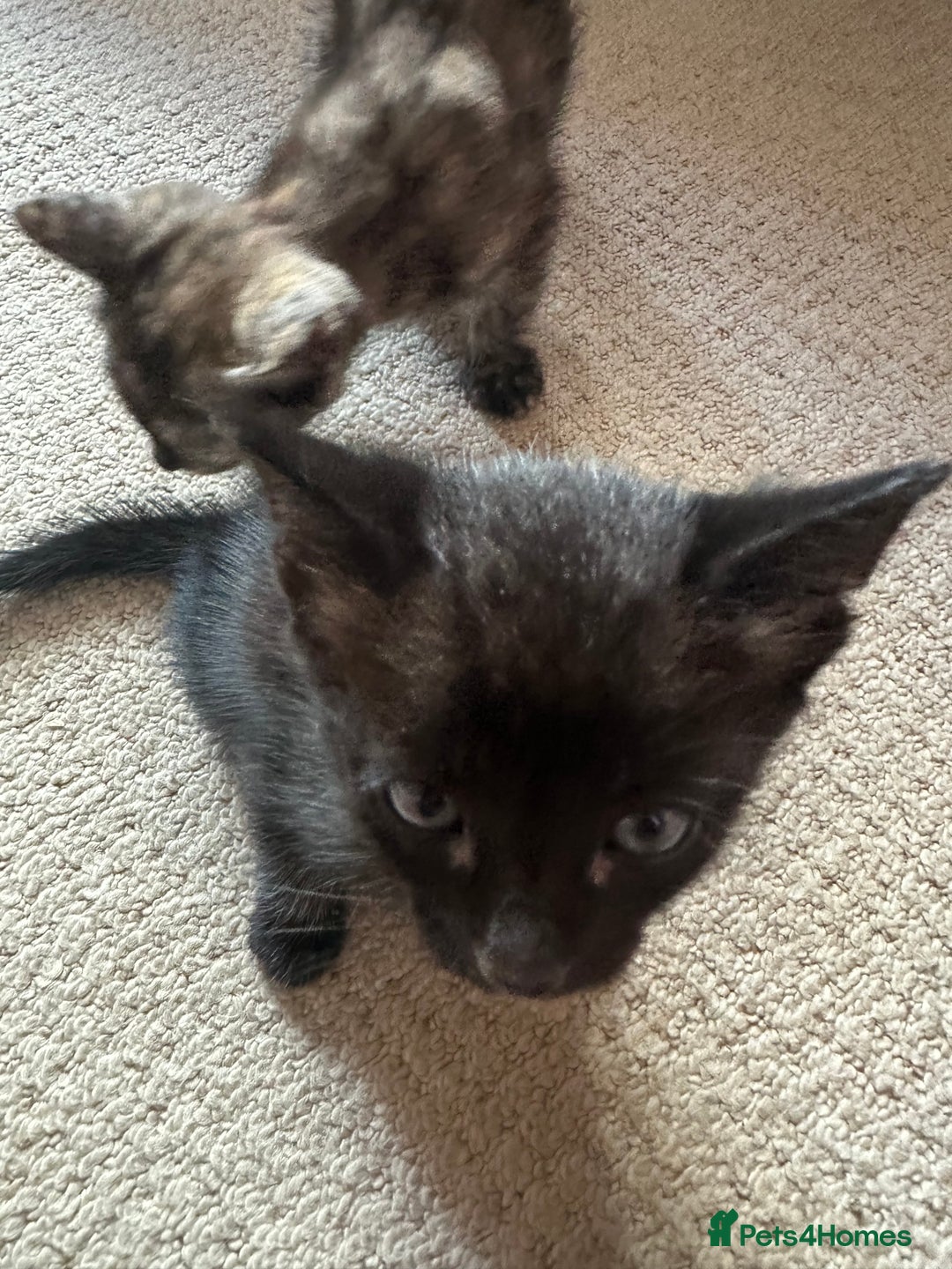 Bengal cats for sale: Bengals X ginger domestic kittens  - Image 1