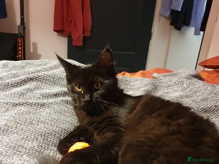 Maine Coon cats Maincoon x ragdoll - Advert 2