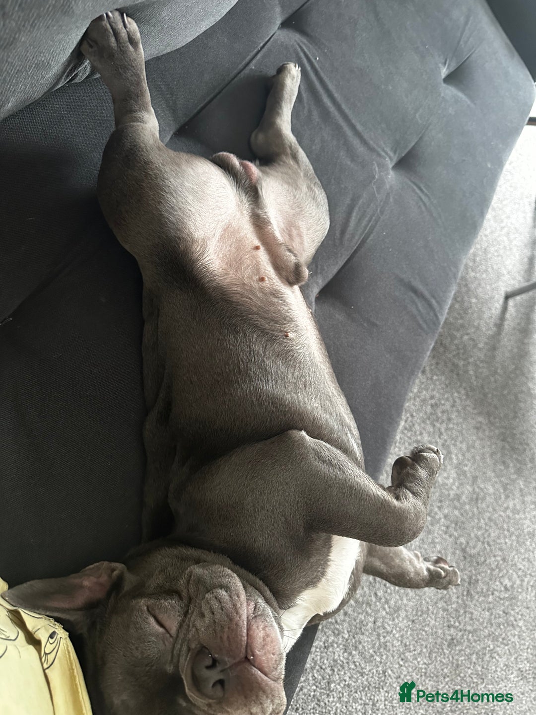 French Bulldog dogs for sale: French bulldog  - Image 14