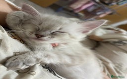 Ragdoll cats for sale: Girl ragdoll kittens  - Image 6