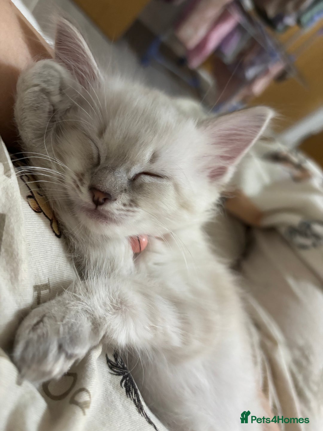 Ragdoll cats for sale: Girl ragdoll kittens  - Image 6