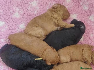 Toy Poodle dogs KC registered Toy Poodle Males 1 red 1 black - Advert 15