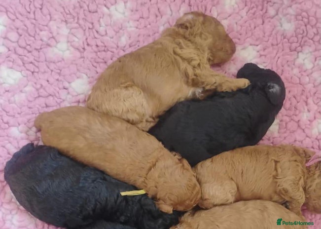 Toy Poodle dogs KC registered Toy Poodle Males 1 red 1 black - Advert 2