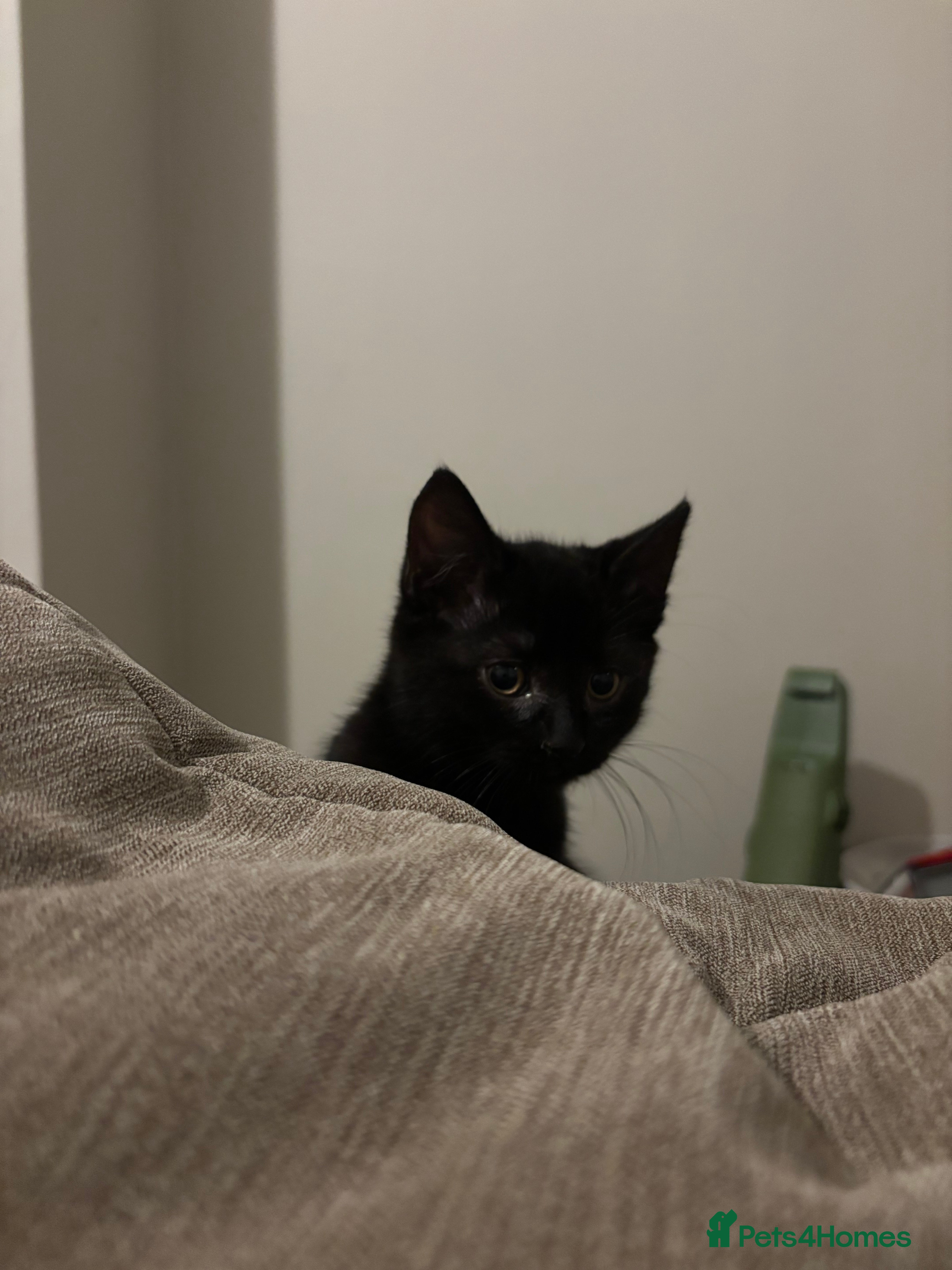 Mixed Breed cats Black Kitten 9 weeks ols - Advert 1