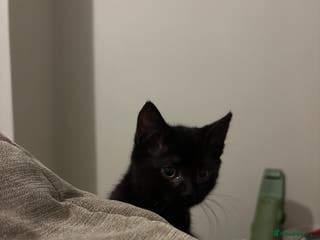 Mixed Breed cats Black Kitten 9 weeks ols - Advert 5
