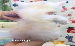 British Shorthair cats for sale: British shorthair babies  - Image 18