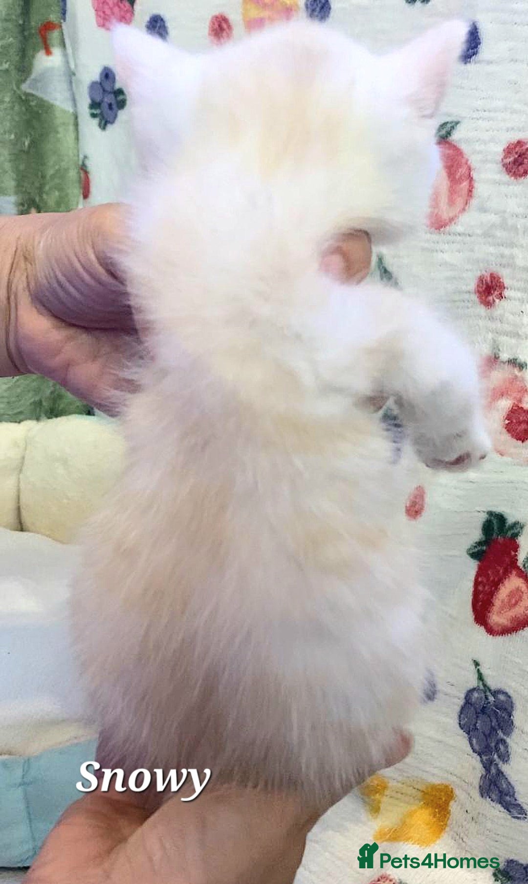 British Shorthair cats for sale: British shorthair babies  - Image 18