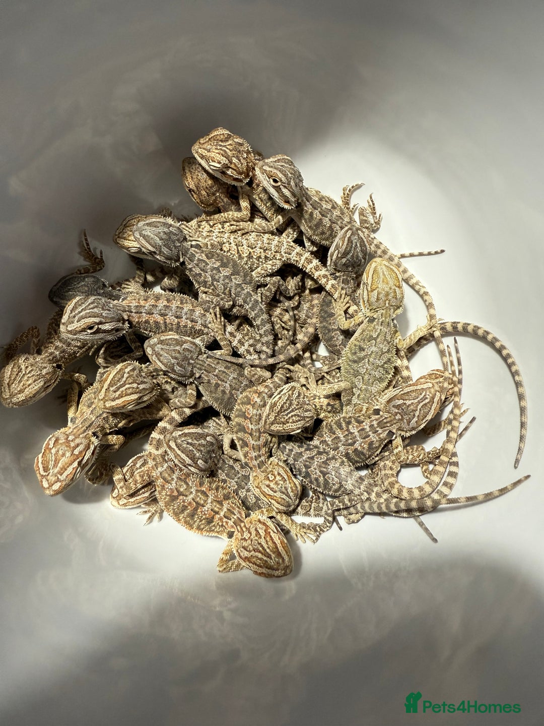 Bearded Dragon reptiles for sale: Bearded Dragon Babies - Advert 21