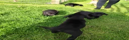 Labrador Retriever dogs for sale: Labrador pups  in Inverurie - Advert 15
