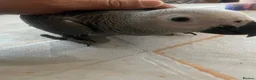 Parrots birds for sale: Silly tame baby Congo African grey set up  - Advert 6
