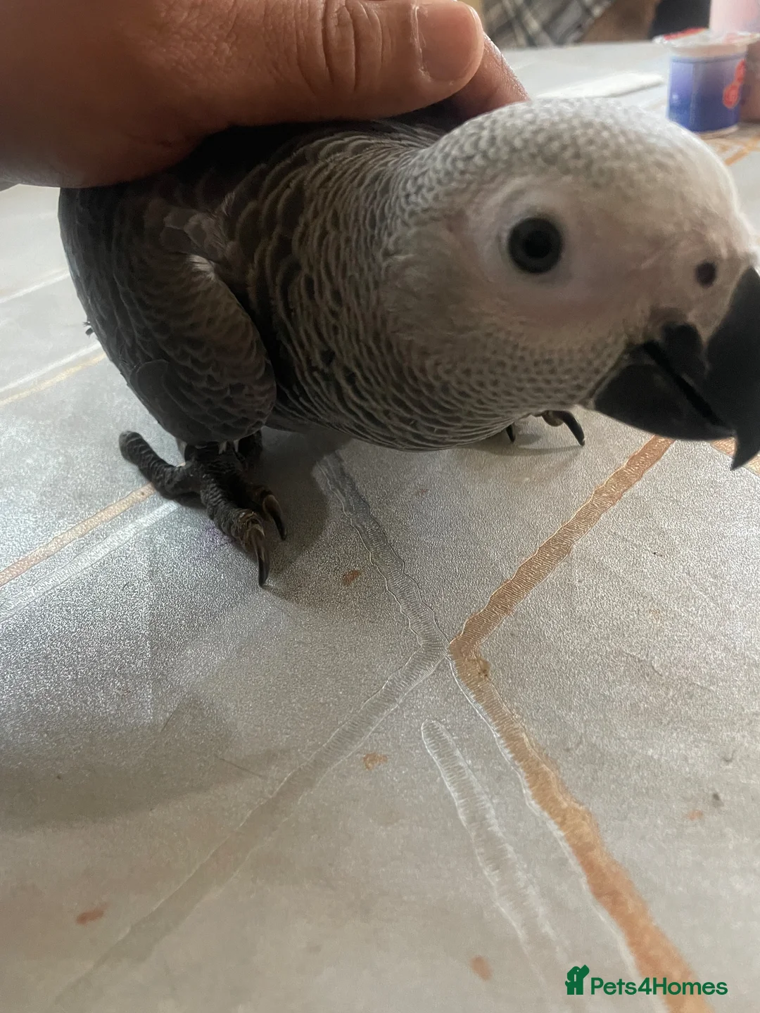 Parrots birds for sale: Silly tame baby Congo African grey set up  - Advert 6