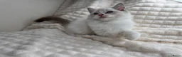 Ragdoll cats for sale: Pure Ragdoll Kitties available ✨ - Advert 26