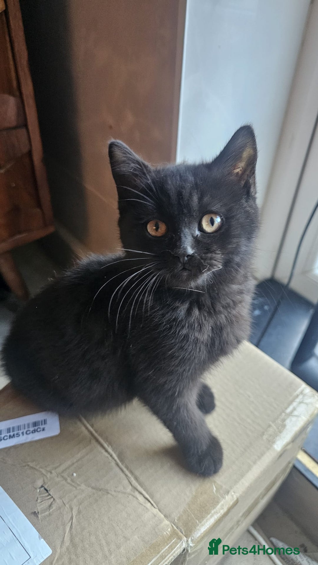 British Shorthair cats for sale: Gorgeous British Shorthair Kittens Ready Now! - Advert 13