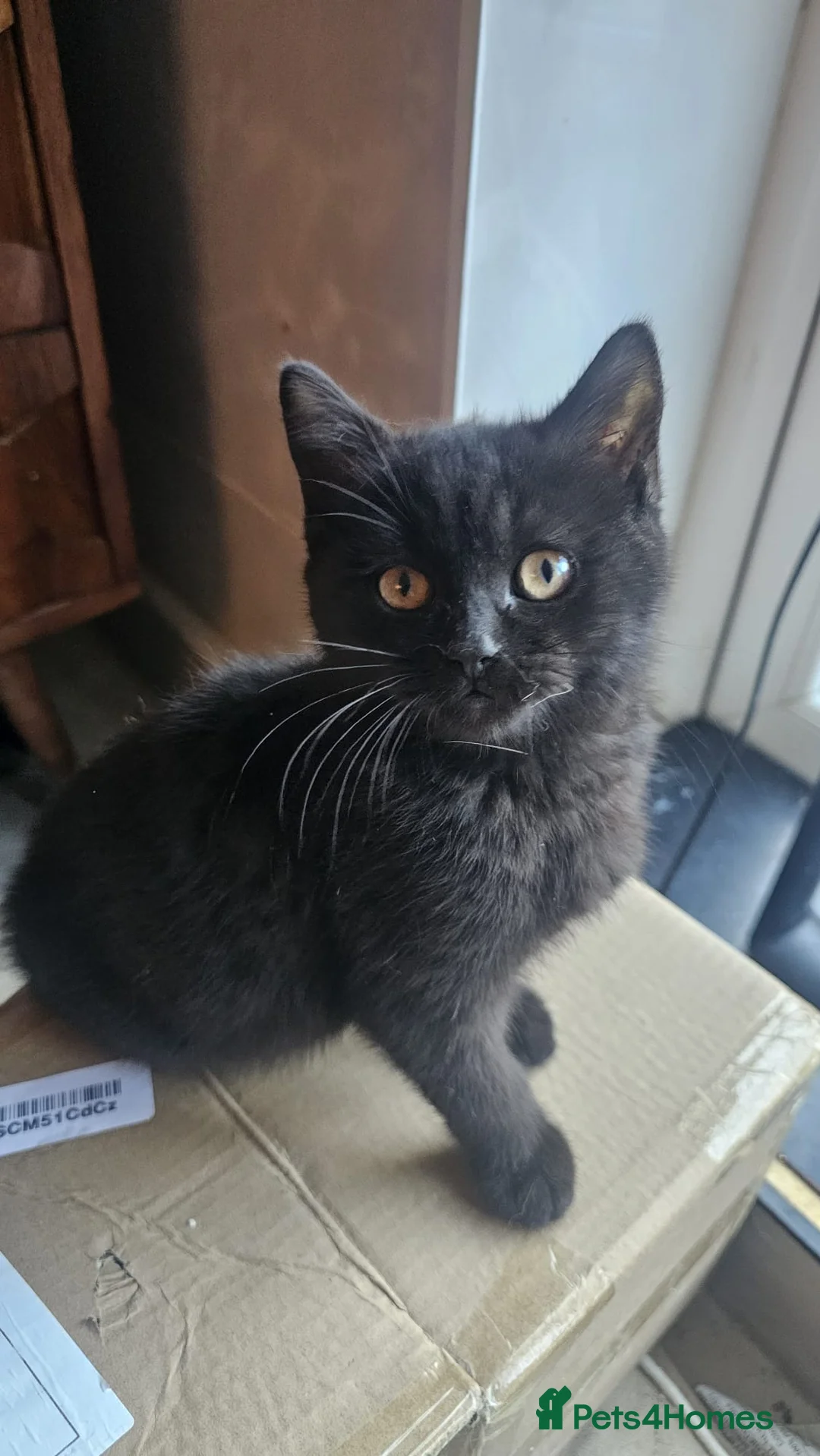 British Shorthair cats for sale: Gorgeous British Shorthair Kittens Ready Now! - Advert 10