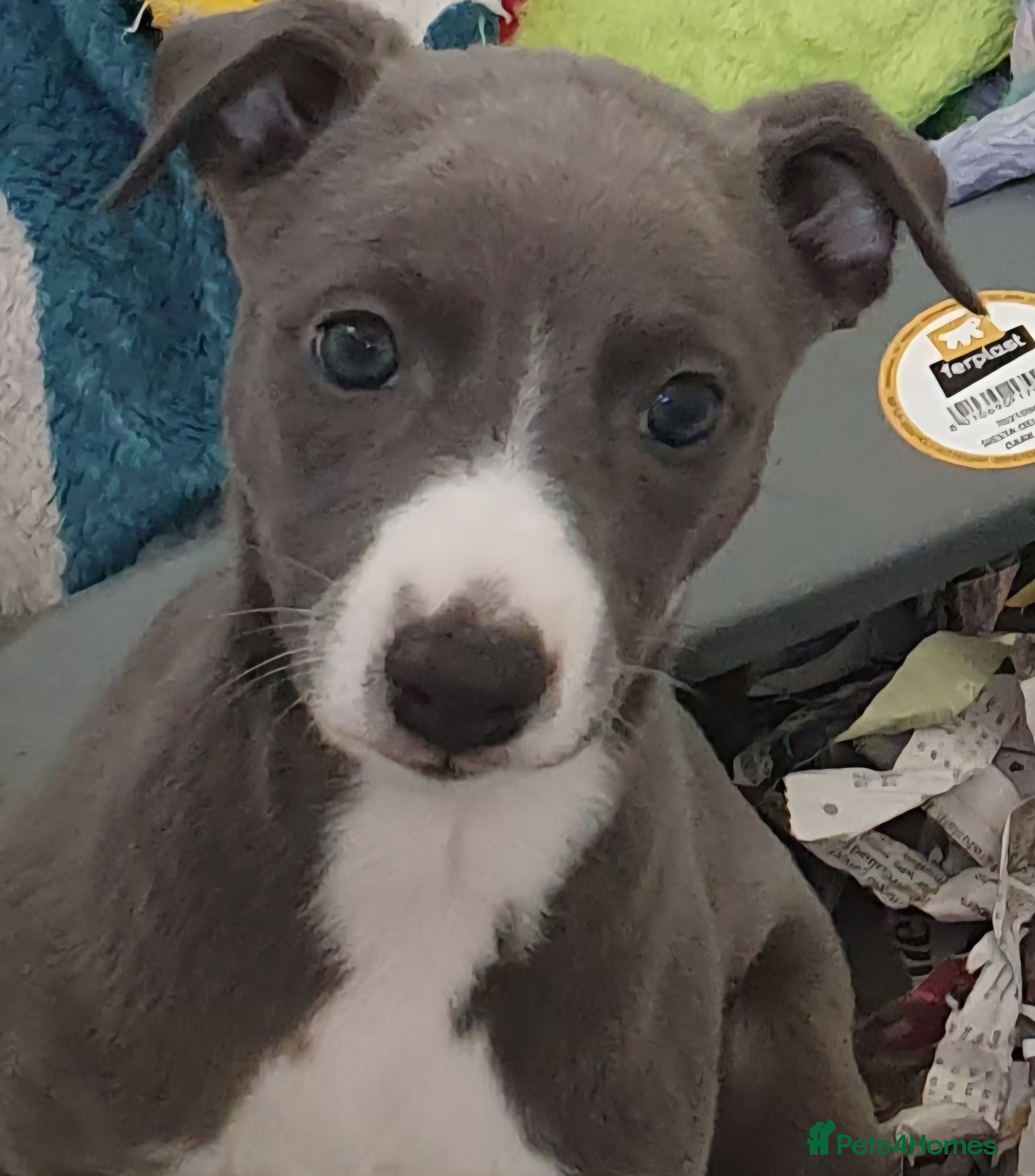 Whippet dogs Pedigree Whippet Blue Puppies - Advert 1