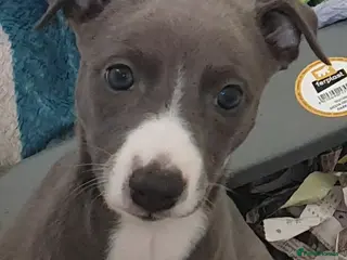 Whippet dogs Pedigree Whippet Blue Puppies - Advert 1