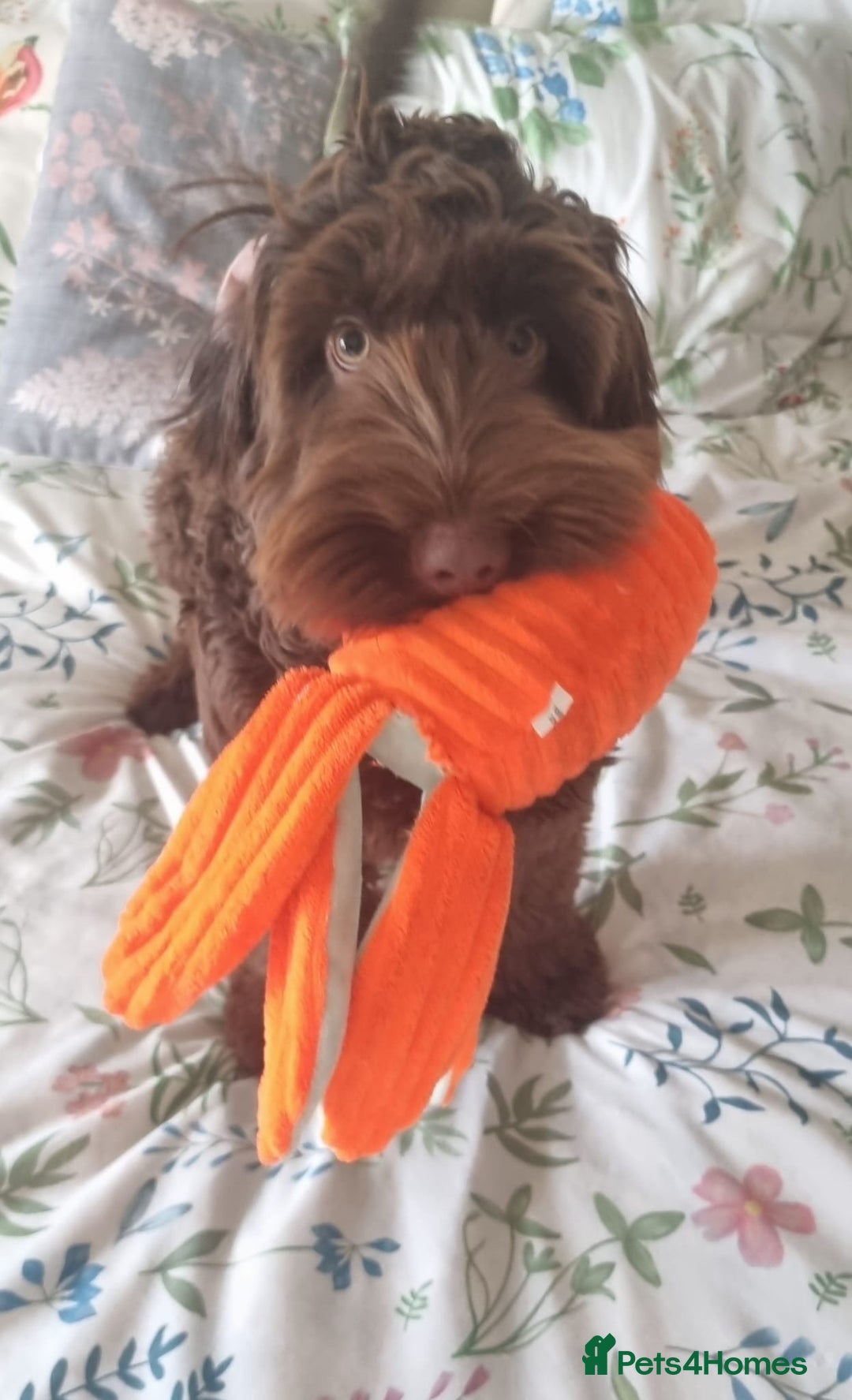 Cockapoo dogs for sale: 10 month old Cockapoo  - Advert 2