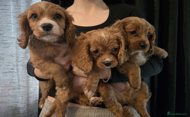 Cavapoo dogs - Advert 11