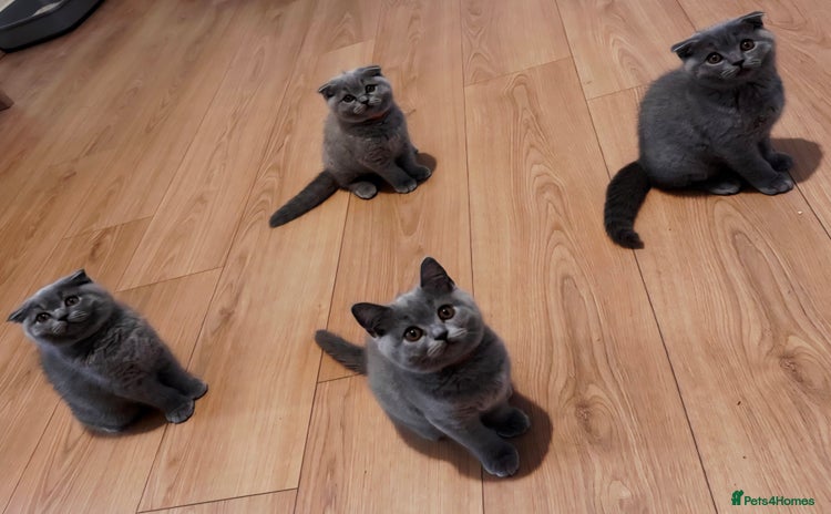 Scottish Fold cats - Advert 1