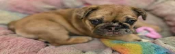 French Bulldog dogs for sale: Ready now French bull dog puppys male and female  - Advert 3