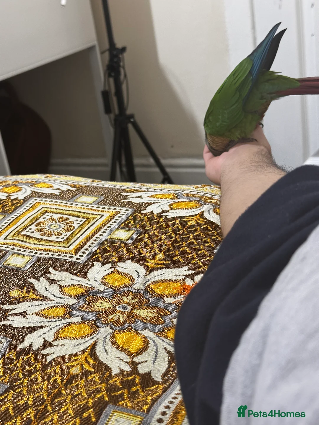 Conures birds for sale: Hand-reared Green Cheek Conure 🦜 - Advert 3