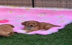 Cavapoo dogs for sale: *red cavapoos one boy left* - Image 7