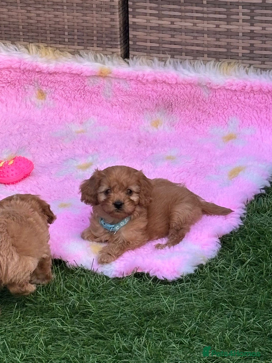 Cavapoo dogs for sale: *red cavapoos one boy left* - Image 7