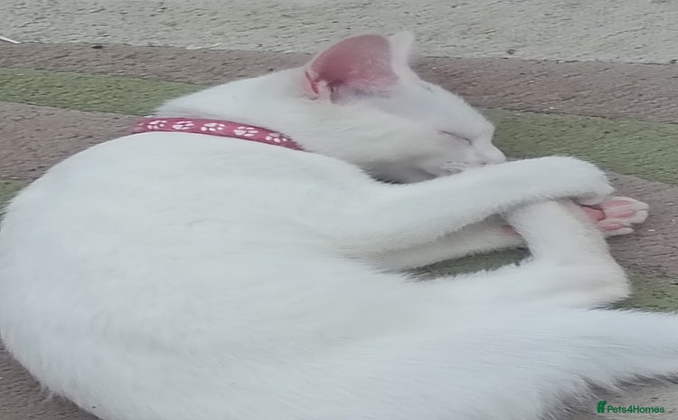 Mixed Breed cats - Advert 16